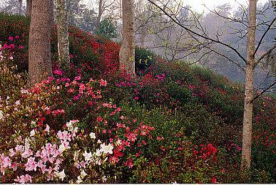 《V.E.D.A：觉醒之魂》Steam测试开启 末世类魂游戏